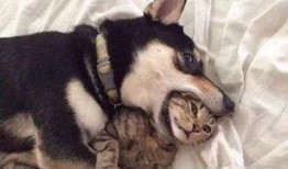 新手训猫小爆料视频在线观看,揭秘视频中的实用技巧与温馨瞬间